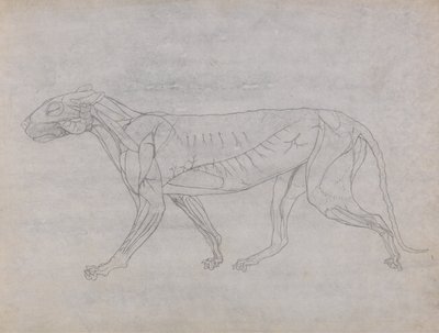 A Comparative Anatomical Exposition of the Structure of the Human Body with that of a Tiger and a Cow by George Stubbs
